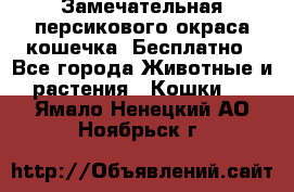 Замечательная персикового окраса кошечка. Бесплатно - Все города Животные и растения » Кошки   . Ямало-Ненецкий АО,Ноябрьск г.